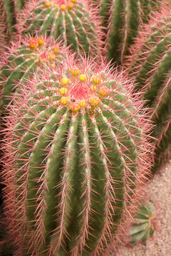 Pink spines on barrel cactus close up