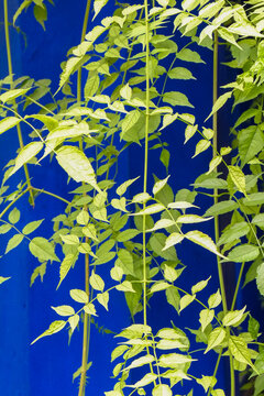 Green Hanging Vine Against Bold Blue Wall Minimal Botanical Background