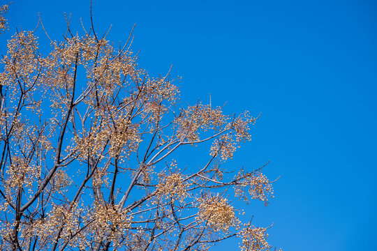 a chinaberry tree (melia azedarach) with clusters of yellow-tan dried berries on bare branches against a solid, vibrant blue sky i