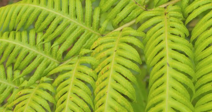 4K video; close up of green Fern leaves gently moving in the wind.