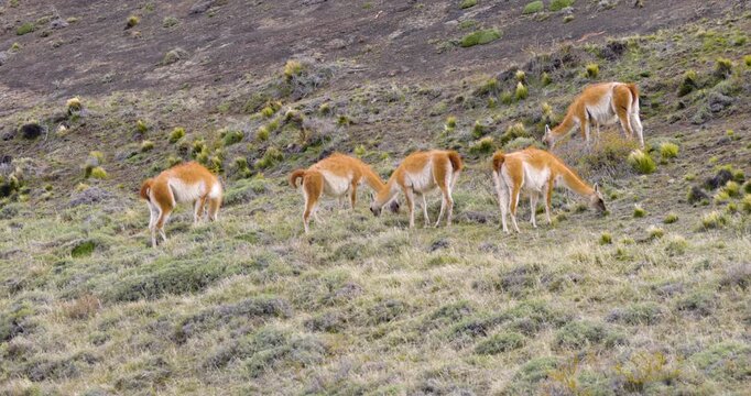 4K video: small group of five Guanaco's (Lama guanicoe) grazing on grassland, Chile