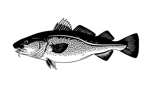 Realistic cod fish side view vector illustration isolated