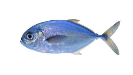 Fototapeta premium Blue Jackfish with Silver Scales and Dark Eye Facing Left