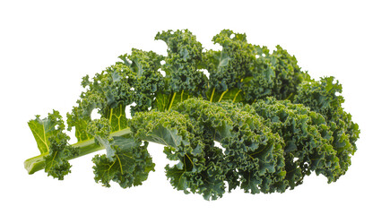 Fototapeta premium Dark green curly kale leaf with stem on plain surface