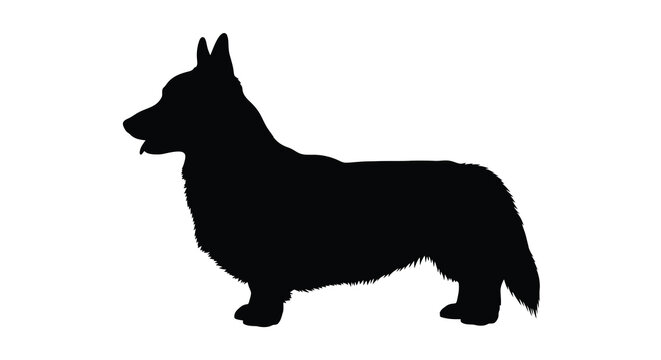 A striking black silhouette of a corgi standing in profile