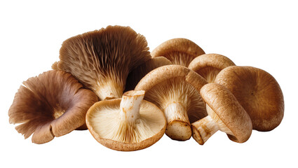 Brown cluster of fresh oyster mushrooms with textured caps © Ryan