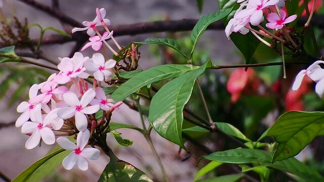 Pink Kopsia fruticosa flowers blooming on green shrub in tropical garden natural light ornamental plant beauty outdoor scene