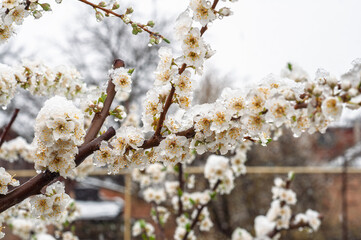 Fototapeta premium Spring blossoms covered in unexpected snow, a sign of climate change