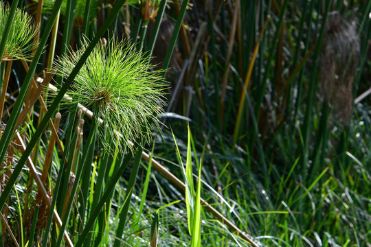 Papyrus reeds along freshwater river at Fonte Ciane nature reserve Syracuse Sicily rare European habitat