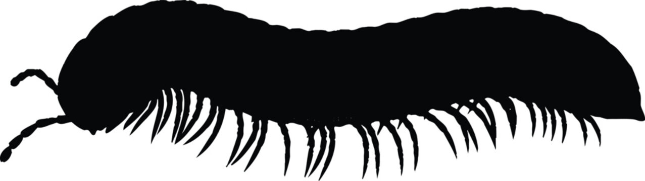 Centipede silhouette long body crawling insect black vector isolated