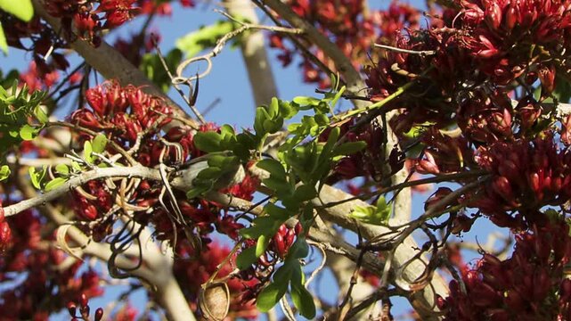 Partially obscured by leaves, a female dusky sunbird drinks nectar from the red flowers of a South African tree fuchsia. The bird flies away to a higher branch. Shot in slow motion.