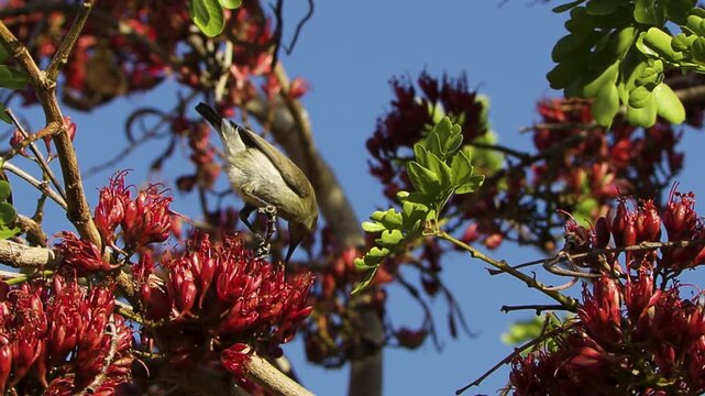 A female dusky sunbird sits on a thin branch and bends down to drink nectar from the red flowers of the South African tree fuchsia. Then the bird flies away. Shot in slow motion.