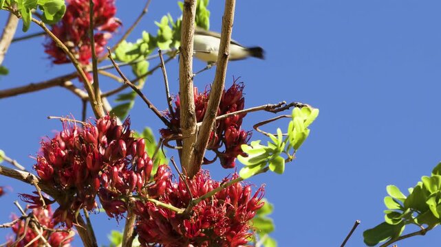A female Dusky sunbird hops from branch to branch, drinking the nectar of the red flowers of the South African tree fuchsia. Cloudless blue sky in background.