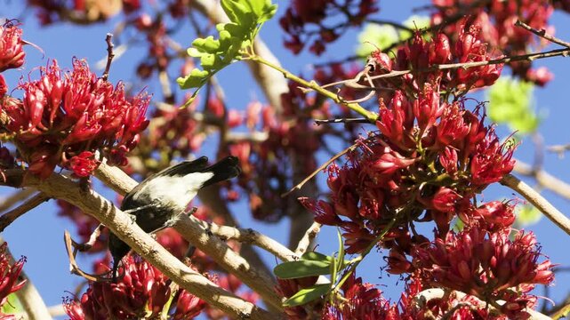 A male dusky sunbird with glossy plumage hops from branch to branch of a South African tree fuchsia. He repeatedly stretches to drink from the tree's various red blossoms.