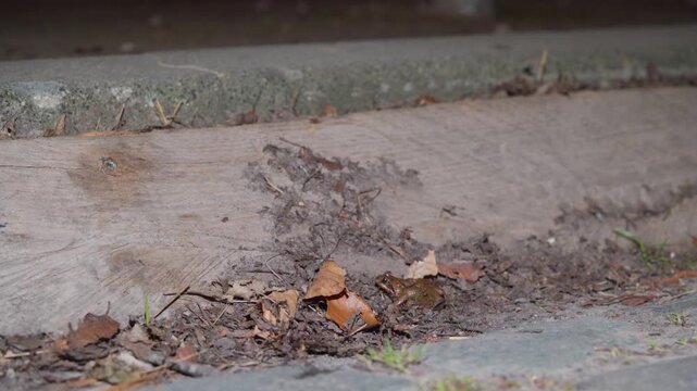 Simple Wood Ramp Set against Curb Assists Amphibians Climbing from Roadway during Migration, Functional Aid along Urban Edge - Ground Level Shot