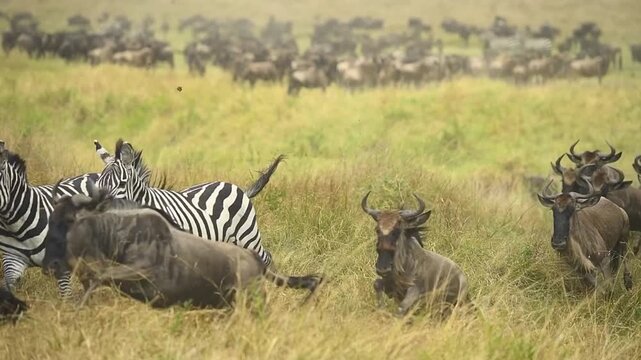 A herd of zebras and wildebeest running in Serengeti