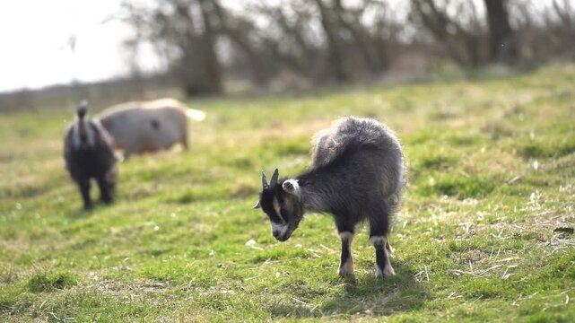 Pygmy goat scratching in foreground while a pet pig is walking in the background
