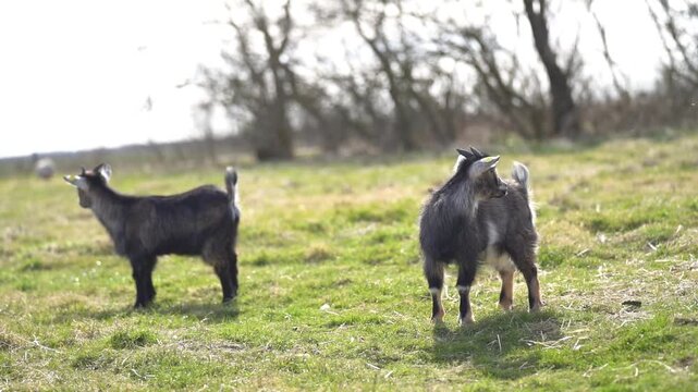Two pygmy goats standing alert and looking across field in sunlight