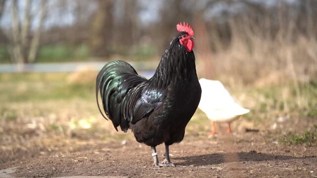 Majestic Orpington rooster standing in sunlight in natural rural setting
