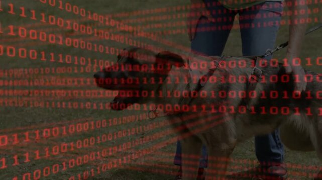 Senior woman in jeans and sneakers holding metal leash on grassy field while shepherd dog panting