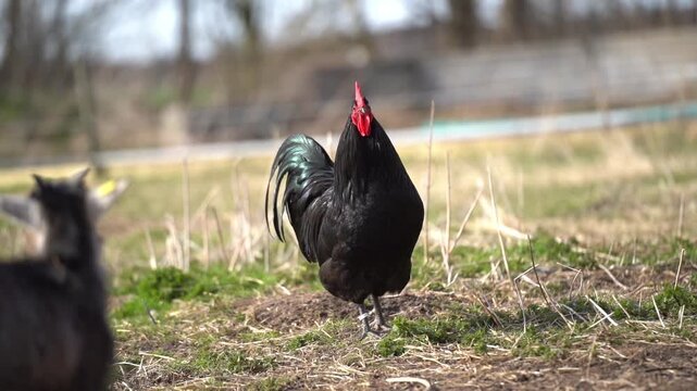 Rooster in farm setting with goat and dog showing multi species rural life