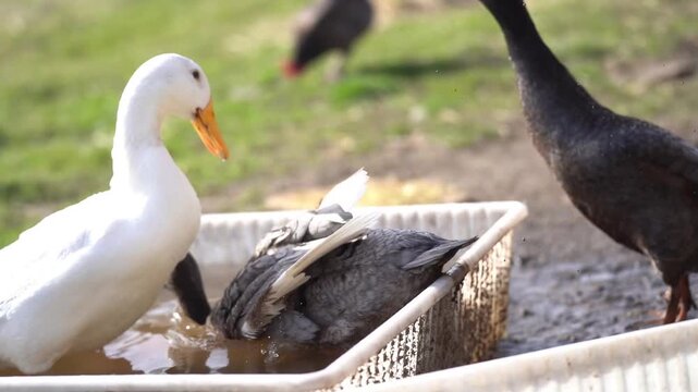 Indian Runner Ducks showing natural social hierarchy interaction by pond