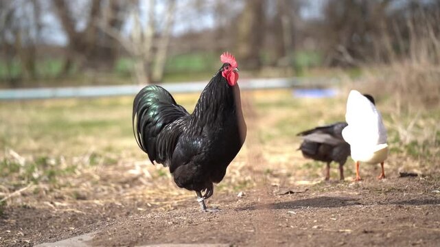 Orpington rooster walking with ducks in background in rural farm setting