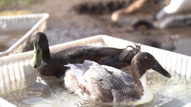 Two grey Indian Runner Ducks resting and preening in pond in peaceful natural setting