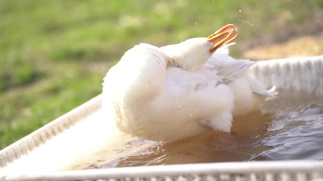White Indian Runner Duck bathing and preening in pond dipping head underwater in sunlight