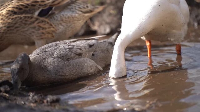 Indian Runner Ducks foraging in mud searching for food in natural outdoor setting