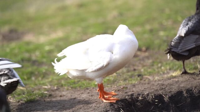 Indian Runner Ducks preening together with white duck centered in natural outdoor setting