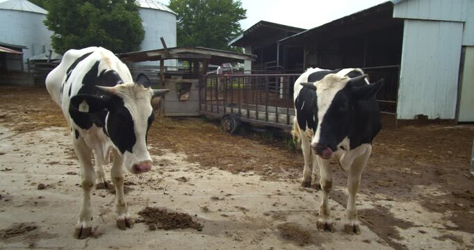 Two Holstein cows standing outside farm buildings on a cloudy day. Brookville, Indiana.