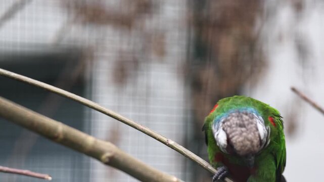 Grey-breasted parakeet perched on branch in aviary