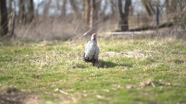 Free range Wyandotte chicken walking in green field in natural rural environment