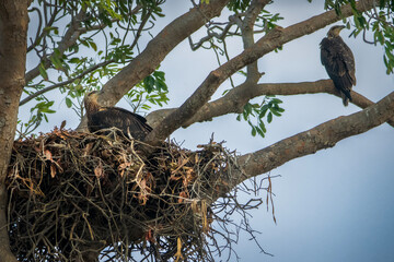 Fototapeta premium White bellied sea eagle nesting over a top of a very high tree