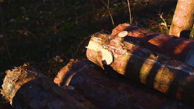 Golden hour sunlight casting long shadows across a pile of freshly sawed pine logs lying on the forest floor, highlighting the texture of the bark and the cut ends of the timber