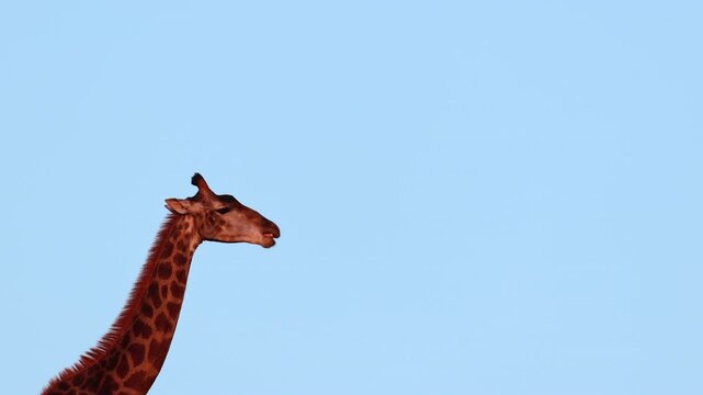 Giraffe gnaws on bone, displaying osteophagy for calcium intake purposes