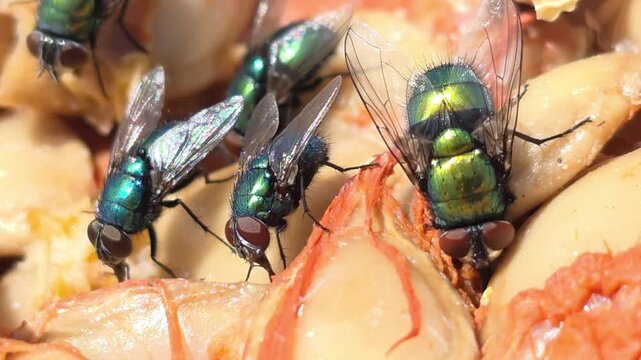 
​Common green bottle flies (Lucilia sericata) feeding on a pumpkin. 2

