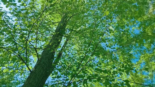 風に吹かれる緑の木