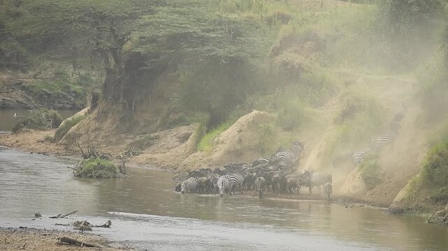herd of wildebeest drinking water in a river in the Serengeti Tanzania Africa