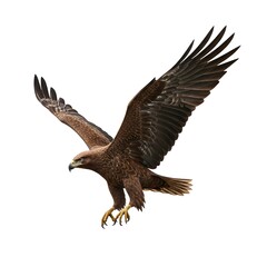 Fototapeta premium bald eagle in flight isolated