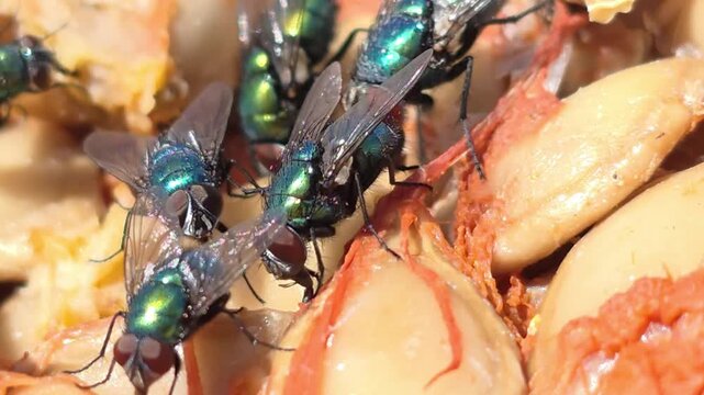 



​Common green bottle flies (Lucilia sericata) feeding on a pumpkin. 2_1
