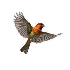 Fototapeta premium Vibrant bird in flight isolated on transparent background