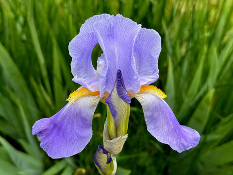 Purple German bearded Iris germanica flower.