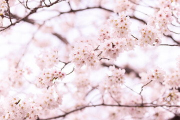 Fototapeta premium 満開の桜の花が広がる春の背景素材