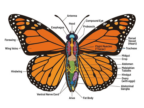 Detailed diagram illustrating the internal anatomy and external features of a monarch butterfly, highlighting key body parts and systems