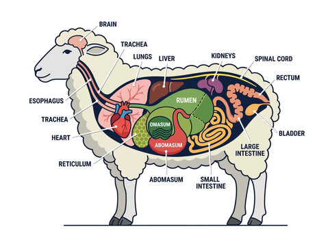 Anatomical illustration of a sheep's internal organs, depicting the digestive system and vital organs