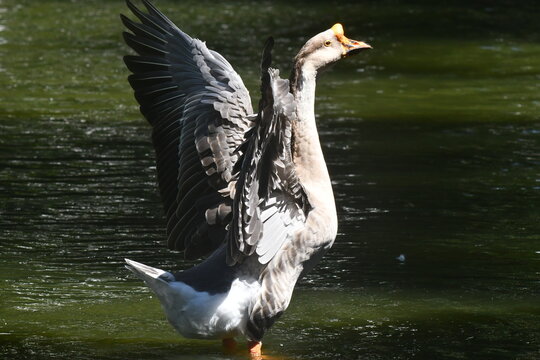 Ganso se banhando no lago do jardim do Museu da Rep&uacute;blica - Pal&aacute;cio do Catete - RJ