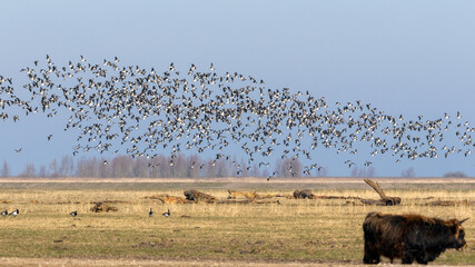 Free roaming Heck cattle with a large flock of barnacle geese taking to the air in Oostvaardersplassen nature reserve, sometimes called the Dutch Serengeti © Roel