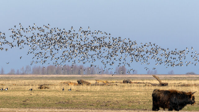 Free roaming Heck cattle with a large flock of barnacle geese taking to the air in Oostvaardersplassen nature reserve, sometimes called the Dutch Serengeti